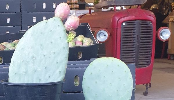 Red Fruit Bearing Prickly Pear Plant